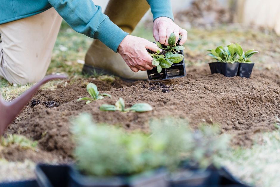 Crop unrecognizable horticulturist standing on knee and holding container while planting verdant sprouts