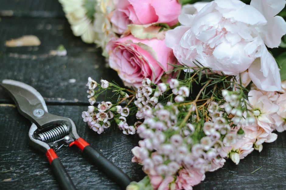 Delicate pink and white flowers with garden shears on rustic wood background.