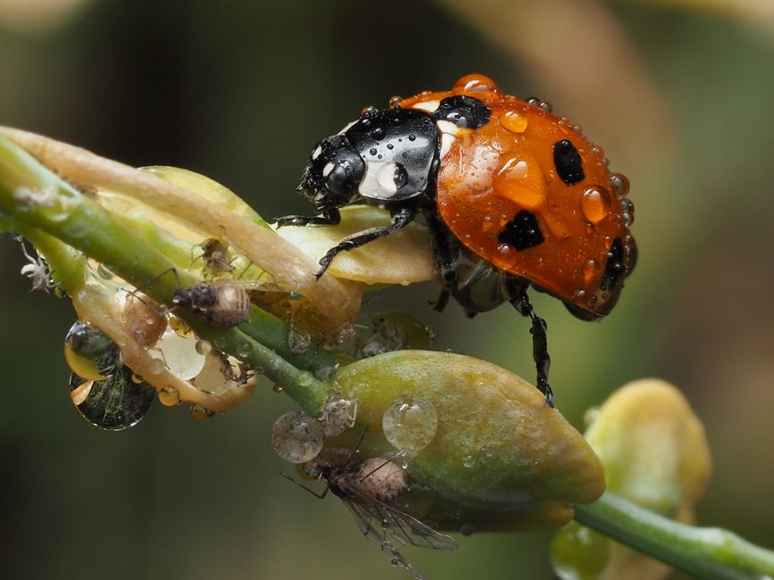 Close-up of a ladybug and aphids on a wet leaf, showcasing nature's detail in macro photography.