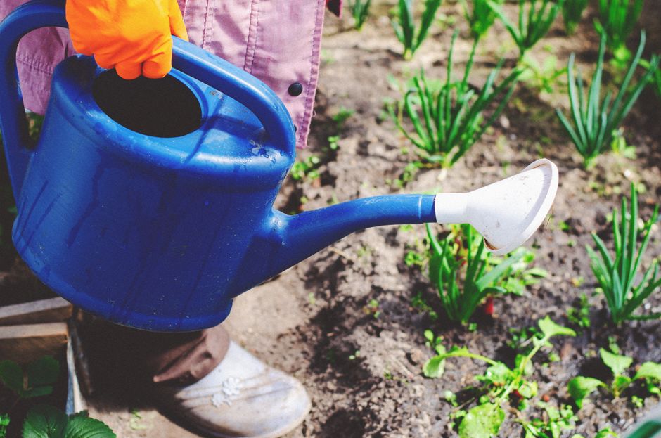 Close-up of a gardener watering a vegetable patch using a blue watering can outdoors in summer.