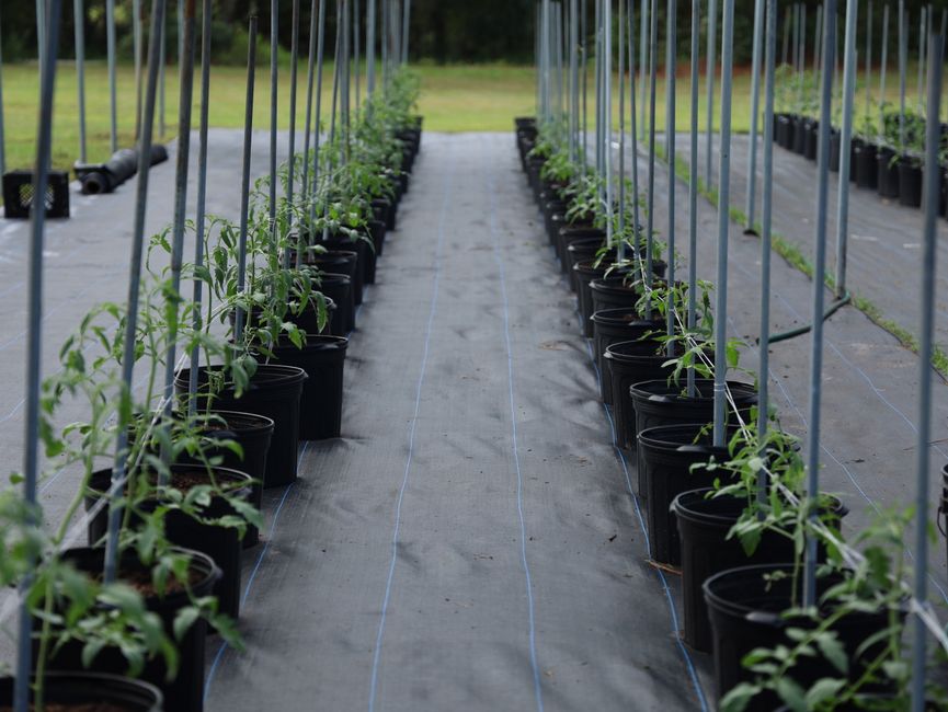 Rows of young tomato plants grow in a modern greenhouse setting, optimizing indoor farming techniques.